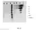 Fig. 15 - Methods for purification of messenger RNA