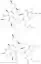 Fig. 77 - Substituted urea depsipeptide analogs as activators of the ClpP endopeptidase