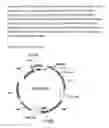 Fig. 05 - Optimized nucleic acid sequences coding for the alpha-chain of human chorionic gonadotropin