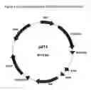 Fig. 06 - Optimized nucleic acid sequences coding for the alpha-chain of human chorionic gonadotropin
