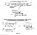 Fig. 03 - RECOMBINANT pMHC CLASS II MOLECULES