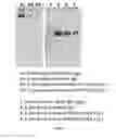 Fig. 09 - RECOMBINANT pMHC CLASS II MOLECULES