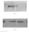 Fig. 13 - RECOMBINANT pMHC CLASS II MOLECULES
