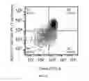 Fig. 14 - RECOMBINANT pMHC CLASS II MOLECULES