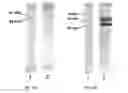 Fig. 16 - RECOMBINANT pMHC CLASS II MOLECULES