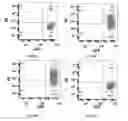 Fig. 17 - RECOMBINANT pMHC CLASS II MOLECULES