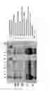 Fig. 03 - Process for a preparation of the modified porcine plasma fibronectin for enhance wound healing