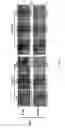 Fig. 05 - Process for a preparation of the modified porcine plasma fibronectin for enhance wound healing