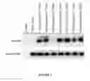 Fig. 09 - PD-1 immune modulating agents