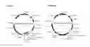 Fig. 09 - Anti-ROR2 antibodies