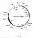 Fig. 09 - METHODS OF TREATING PROGRESSIVE FORMS OF MULTIPLE SCLEROSIS