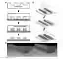 Fig. 01 - Cell Culture Substrate for Rapid Release and Re-Plating