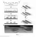 Fig. 03 - Cell Culture Substrate for Rapid Release and Re-Plating