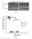 Fig. 04 - Cell Culture Substrate for Rapid Release and Re-Plating
