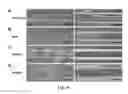 Fig. 05 - Cell Culture Substrate for Rapid Release and Re-Plating