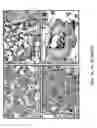 Fig. 11 - Maintenance and propagation of mesenchymal stem cells