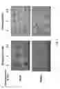 Fig. 13 - Maintenance and propagation of mesenchymal stem cells