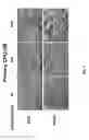 Fig. 14 - Maintenance and propagation of mesenchymal stem cells