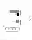 Fig. 17 - Maintenance and propagation of mesenchymal stem cells