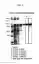 Fig. 06 - IDURONATE-2-SULFATASE AND USE THEREOF