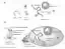 Fig. 01 - Engineered toxin adapted to deliver molecules into selected cells