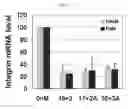 Fig. 07 - SIRNA STRUCTURE FOR MINIMIZING OFF-TARGET EFFECTS AND RELAXING SATURATION OF RNAI MACHINERY AND THE USE THEREOF