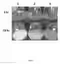 Fig. 09 - Expression constructs and methods of genetically engineering methylotrophic yeast