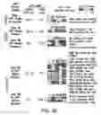 Fig. 45 - TRANSGENIC PLANTS AND A TRANSIENT TRANSFORMATION SYSTEM FOR GENOME-WIDE TRANSCRIPTION FACTOR TARGET DISCOVERY