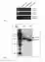 Fig. 05 - XA1-MEDIATED RESISTANCE TO TALE-CONTAINING BACTERIA
