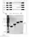 Fig. 06 - XA1-MEDIATED RESISTANCE TO TALE-CONTAINING BACTERIA