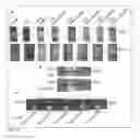 Fig. 17 - XA1-MEDIATED RESISTANCE TO TALE-CONTAINING BACTERIA