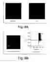 Fig. 07 - Vectors and methods for long-term immune evasion to prolong transplant viability