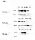 Fig. 28 - CRISPR-related methods and compositions with governing gRNAS