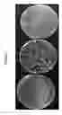 Fig. 11 - Synthetic yeast cells and methods of making and using the same