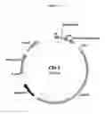 Fig. 02 - COMPOSITIONS AND METHODS FOR GENE EDITING