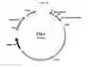 Fig. 03 - COMPOSITIONS AND METHODS FOR GENE EDITING