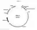 Fig. 04 - COMPOSITIONS AND METHODS FOR GENE EDITING