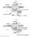 Fig. 05 - COMPOSITIONS AND METHODS FOR GENE EDITING