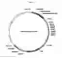 Fig. 06 - COMPOSITIONS AND METHODS FOR GENE EDITING