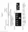 Fig. 03 - Treatment methods using DNA editing with single-stranded DNA