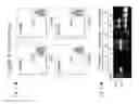 Fig. 06 - Treatment methods using DNA editing with single-stranded DNA