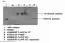 Fig. 09 - COMPOSITIONS AND METHODS FOR IDENTIFYING ZIKA ENZYME INHIBITORS
