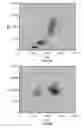 Fig. 09 - Nucleated red blood cell analysis system and method