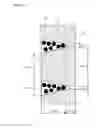 Fig. 18 - OPTICAL SHEET, IMAGE SOURCE UNIT AND IMAGE DISPLAY DEVICE