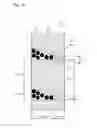 Fig. 20 - OPTICAL SHEET, IMAGE SOURCE UNIT AND IMAGE DISPLAY DEVICE