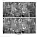 Fig. 04 - Methods and system for detecting curved fruit with flash and camera and automated image analysis with invariance to scale and partial occlusions