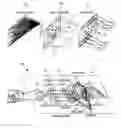 Fig. 01 - ENHANCED SIAMESE TRACKERS