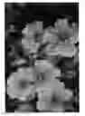 Fig. 03 - Geranium plant named 'HEXHAM VELVET'