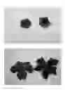 Fig. 04 - Geranium plant named 'HEXHAM VELVET'