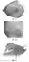 Fig. 03 - Method for producing plant seed containing endophytic micro-organisms